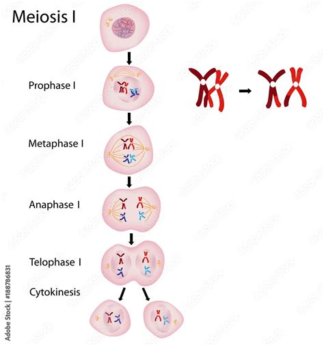 During Which Phase Of Meiosis Does Crossing Over Take Place