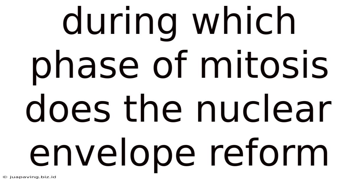 During Which Phase Of Mitosis Does The Nuclear Envelope Reform
