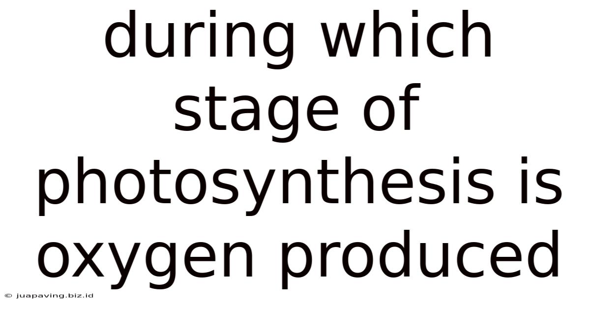 During Which Stage Of Photosynthesis Is Oxygen Produced