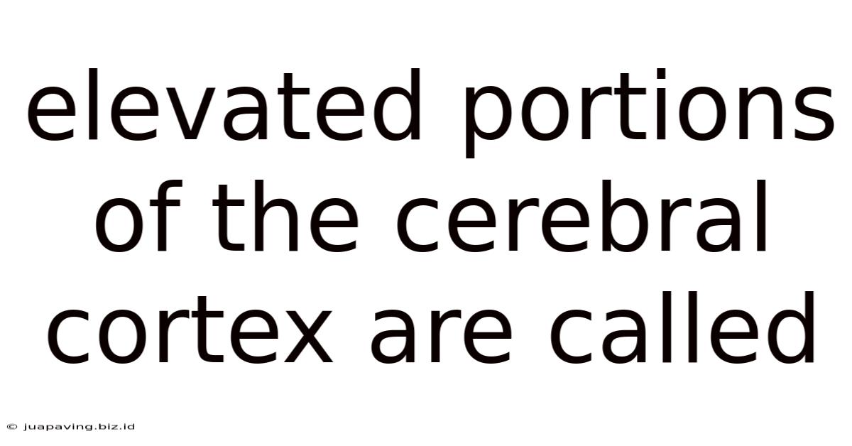 Elevated Portions Of The Cerebral Cortex Are Called