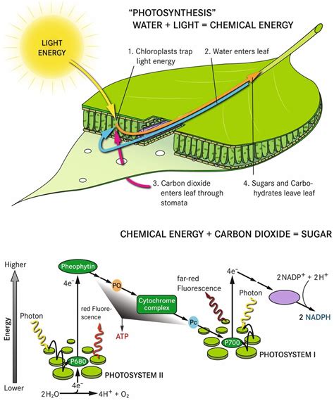 Energy Captured In Photosynthesis Comes From The