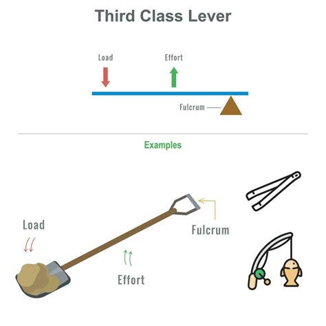 Examples Of A Third Class Lever