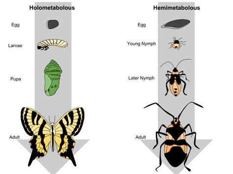 Examples Of Complete And Incomplete Metamorphosis