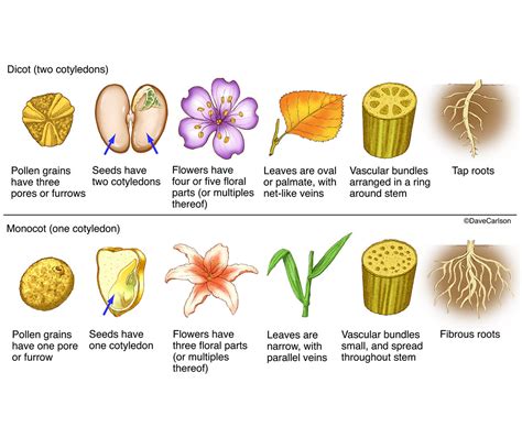 Examples Of Monocot Plants And Dicot Plants