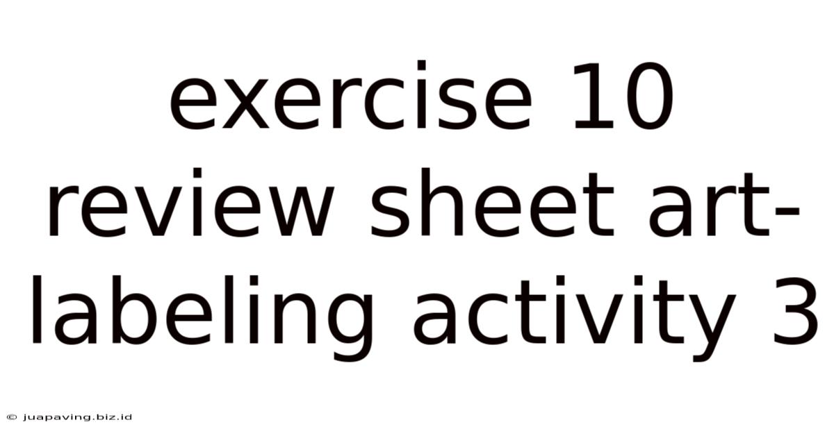 Exercise 10 Review Sheet Art-labeling Activity 3