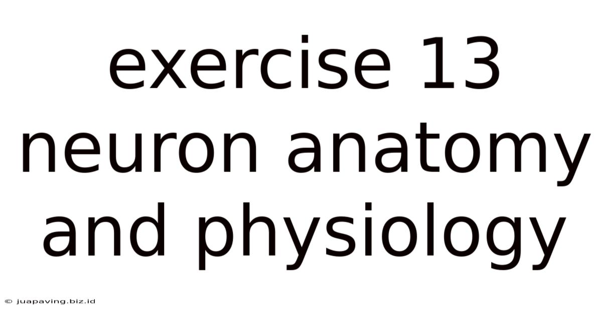 Exercise 13 Neuron Anatomy And Physiology