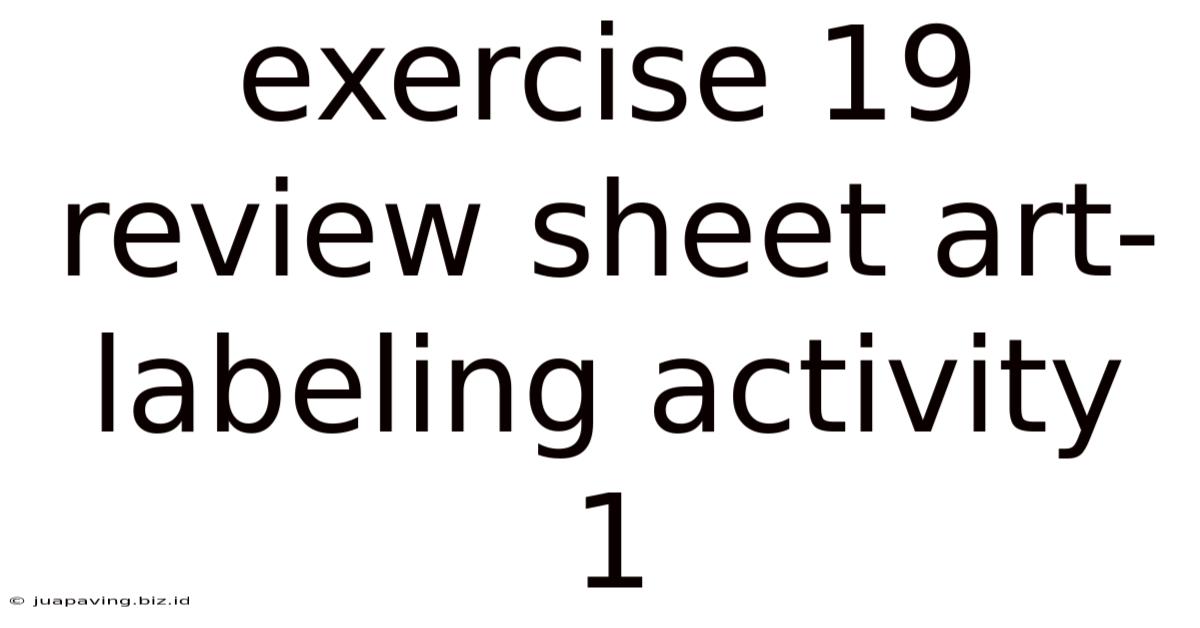 Exercise 19 Review Sheet Art-labeling Activity 1