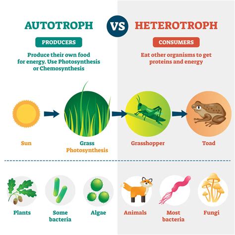 Explain The Difference Between An Autotroph And A Heterotroph