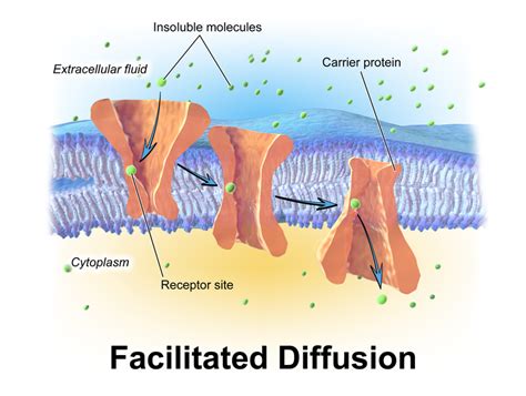 Facilitated Diffusion And Active Transport Differ In That