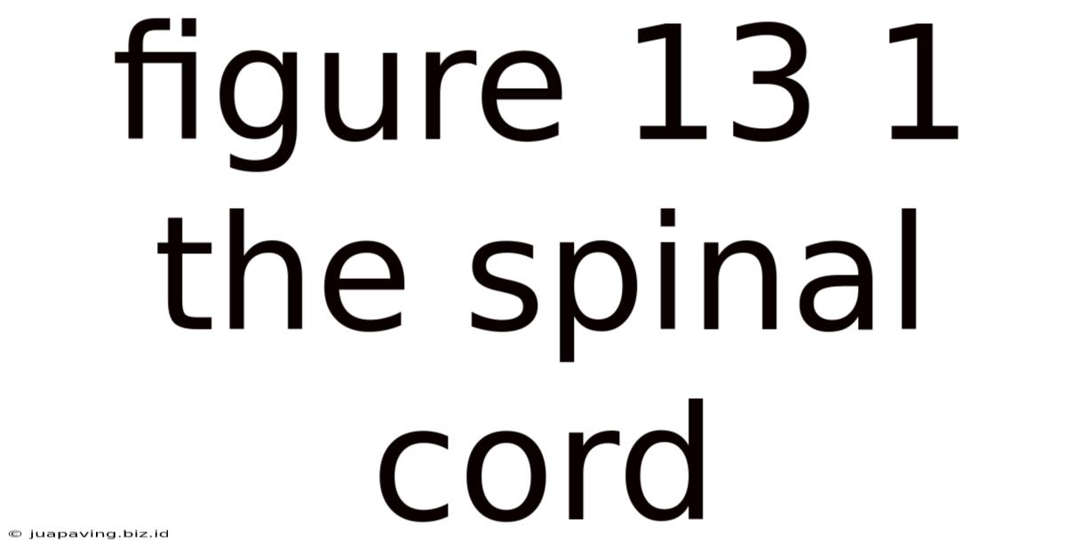 Figure 13 1 The Spinal Cord
