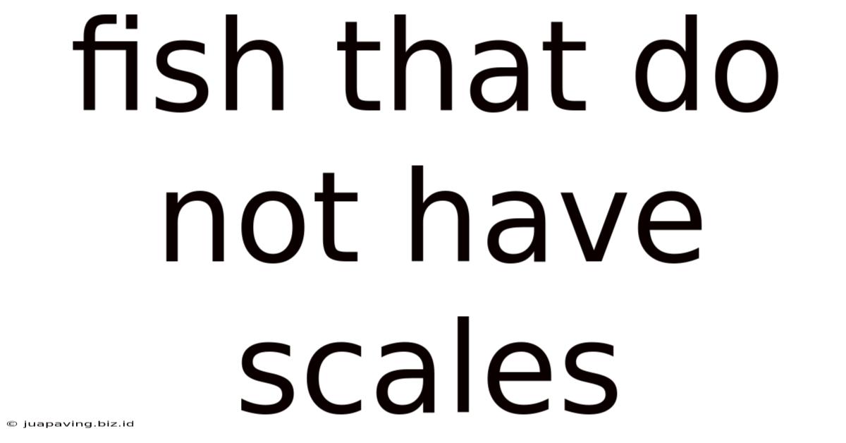 Fish That Do Not Have Scales