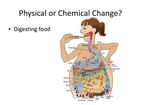 Food Is Digested Physical Or Chemical Change