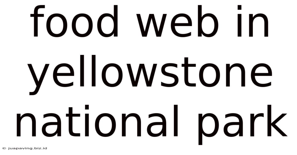 Food Web In Yellowstone National Park