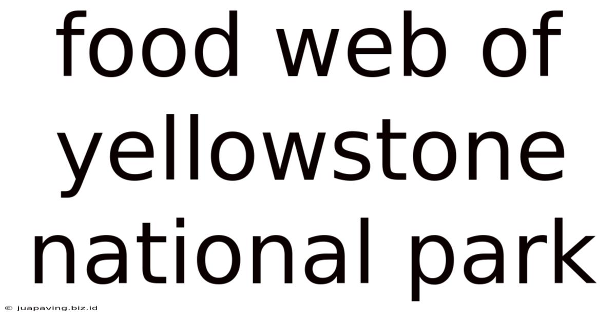 Food Web Of Yellowstone National Park