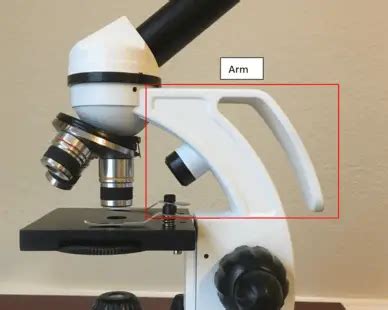 Function Of The Arm On A Microscope