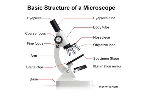 Function Of The Base Of A Microscope