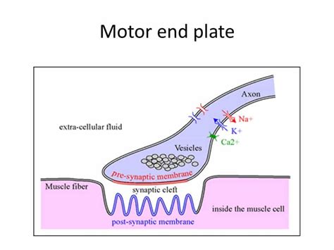 Function Of The Motor End Plate