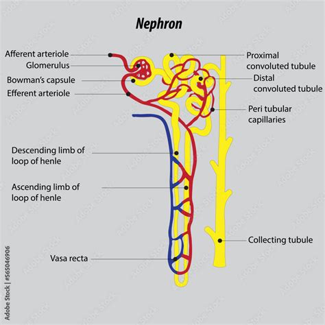 Functional And Structural Unit Of Kidney