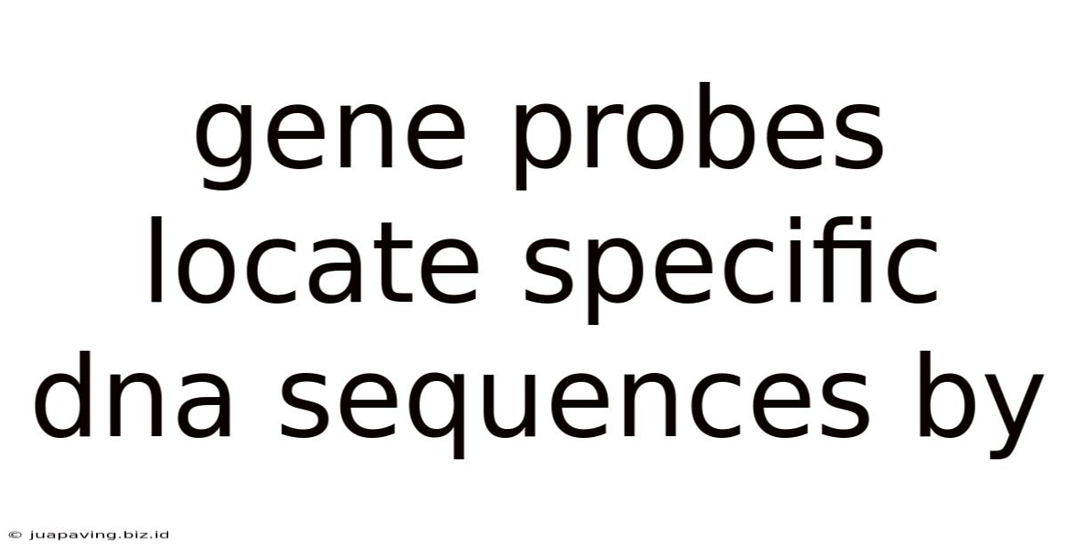 Gene Probes Locate Specific Dna Sequences By