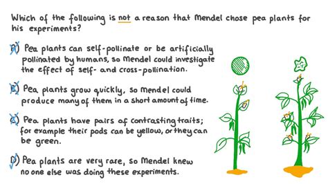 Give One Reason Mendel Chose Pea Plants For His Experiment.