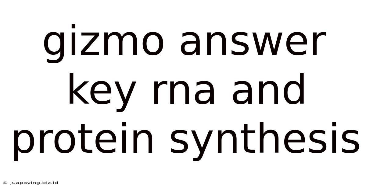 Gizmo Answer Key Rna And Protein Synthesis