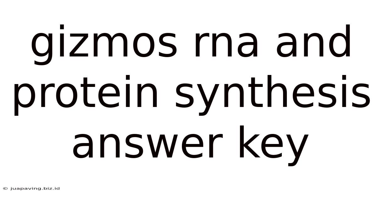 Gizmos Rna And Protein Synthesis Answer Key