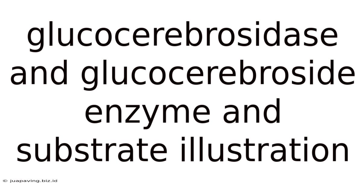 Glucocerebrosidase And Glucocerebroside Enzyme And Substrate Illustration