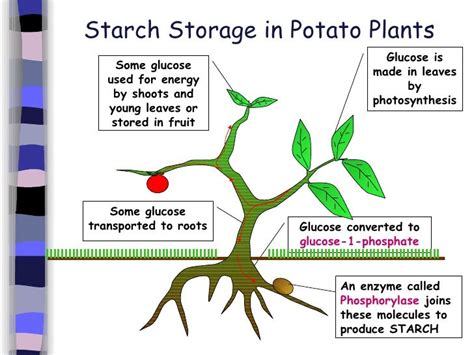 Glucose Is Stored In Plants In The Form Of