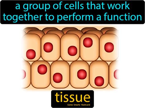 Group Of Cells That Work Together