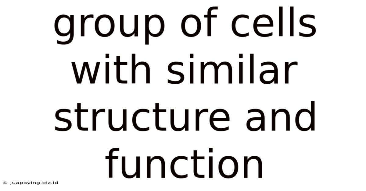 Group Of Cells With Similar Structure And Function