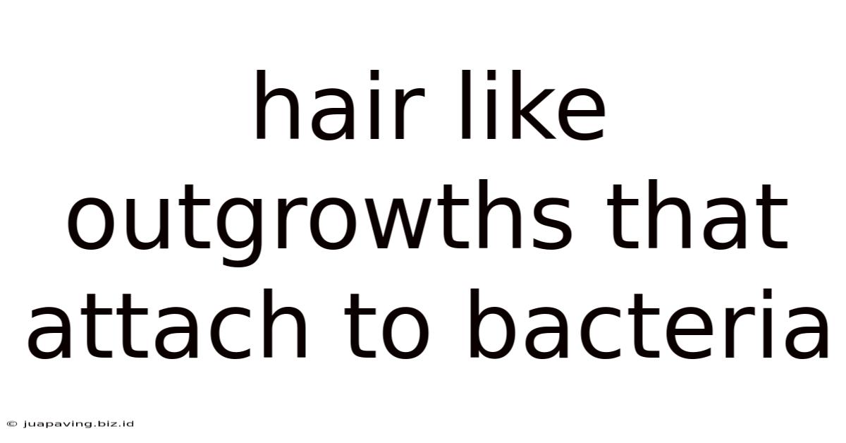 Hair Like Outgrowths That Attach To Bacteria