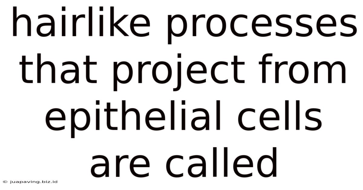 Hairlike Processes That Project From Epithelial Cells Are Called