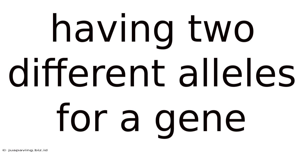 Having Two Different Alleles For A Gene