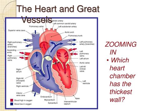 Heart Chamber With The Thickest Wall