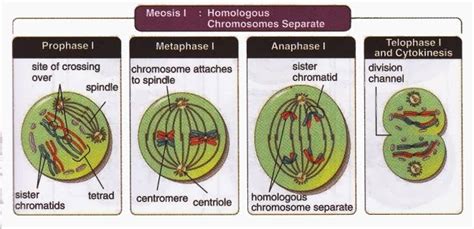 Homologous Chromosomes Separate During Which Phase Of Meiosis