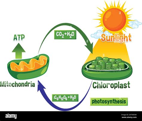 How Are Cellular Respiration And Photosynthesis Interrelated