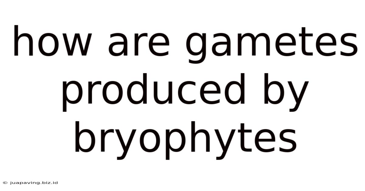 How Are Gametes Produced By Bryophytes