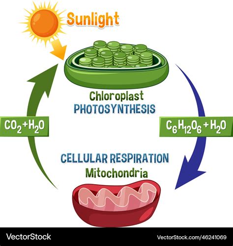 How Are Photosynthesis And Cellular Respiration Connected