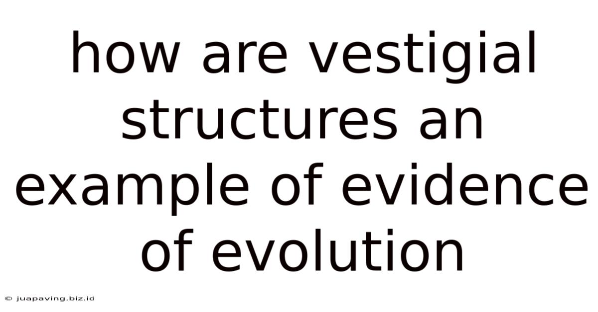 How Are Vestigial Structures An Example Of Evidence Of Evolution