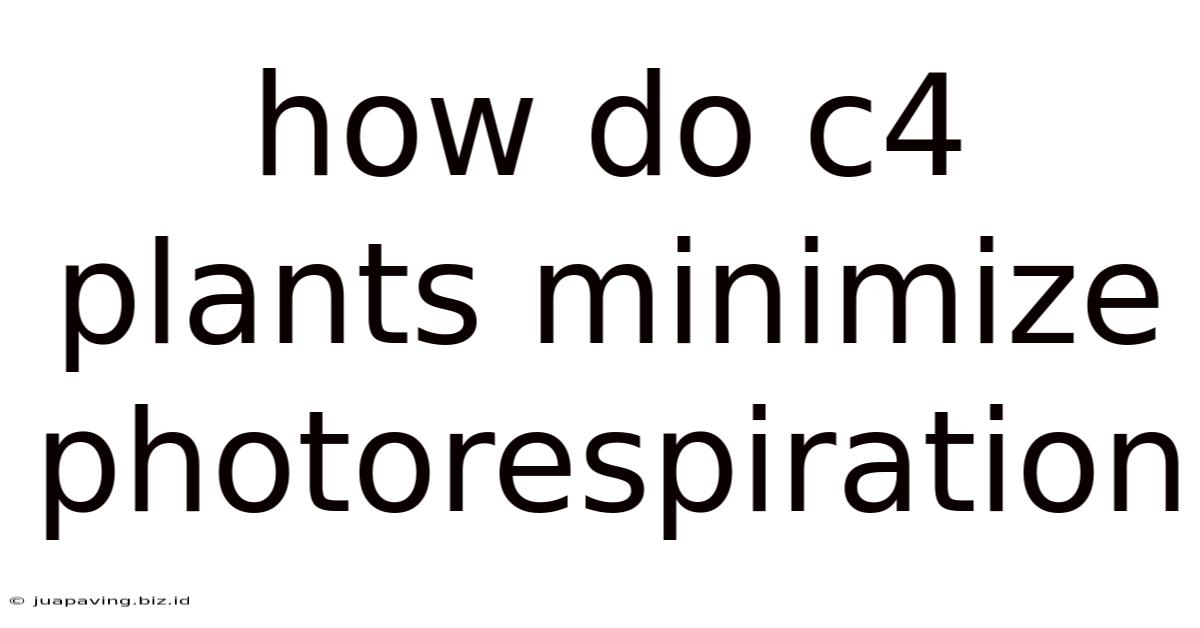 How Do C4 Plants Minimize Photorespiration