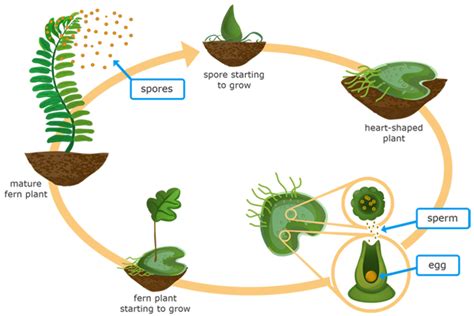 How Do Ferns And Mosses Reproduce