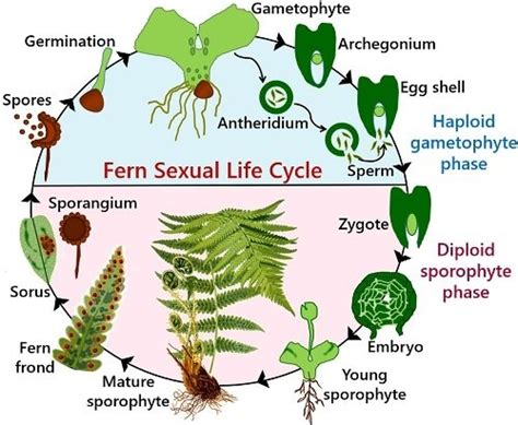 How Do Mosses And Ferns Reproduce