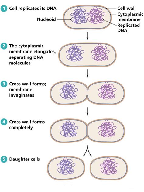 How Do Single Celled Organisms Reproduce