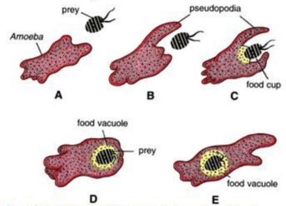 How Does An Amoeba Obtain Food