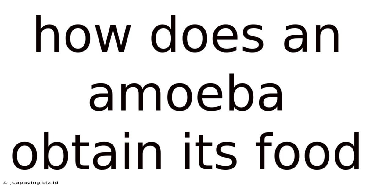 How Does An Amoeba Obtain Its Food