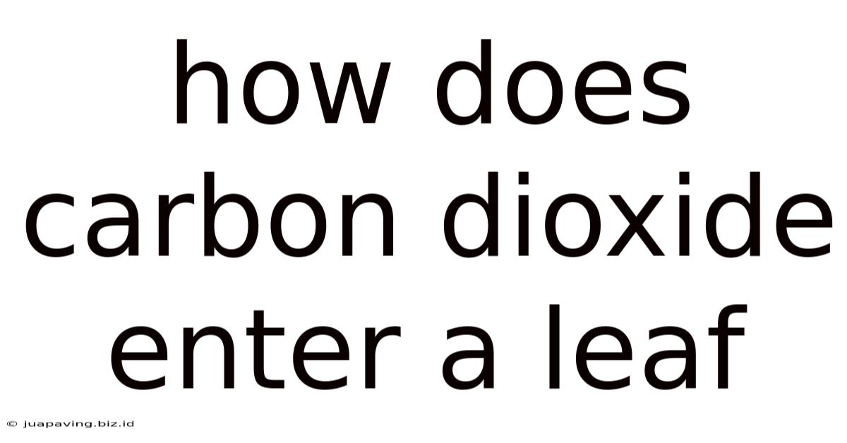 How Does Carbon Dioxide Enter A Leaf