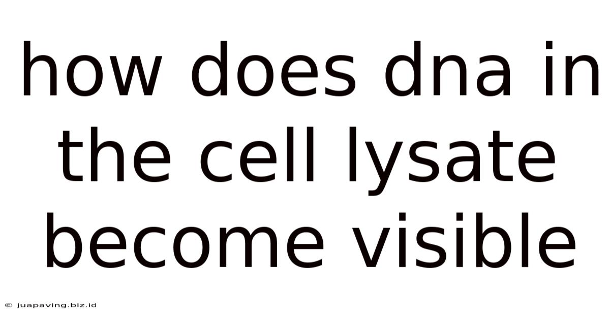 How Does Dna In The Cell Lysate Become Visible
