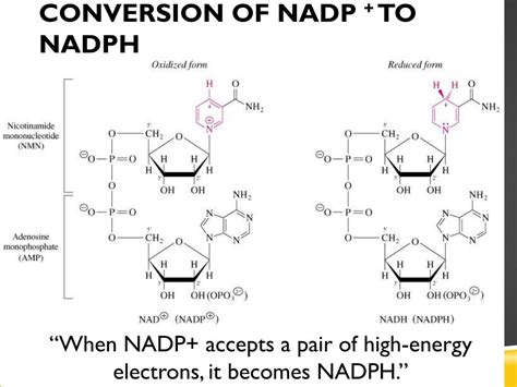 How Does Nadp+ Turn Into Nadph