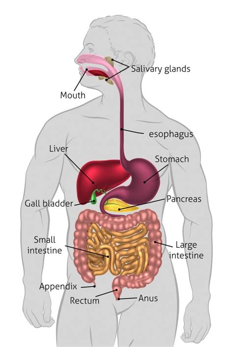 How Does The Digestive System Help The Body Maintain Homeostasis