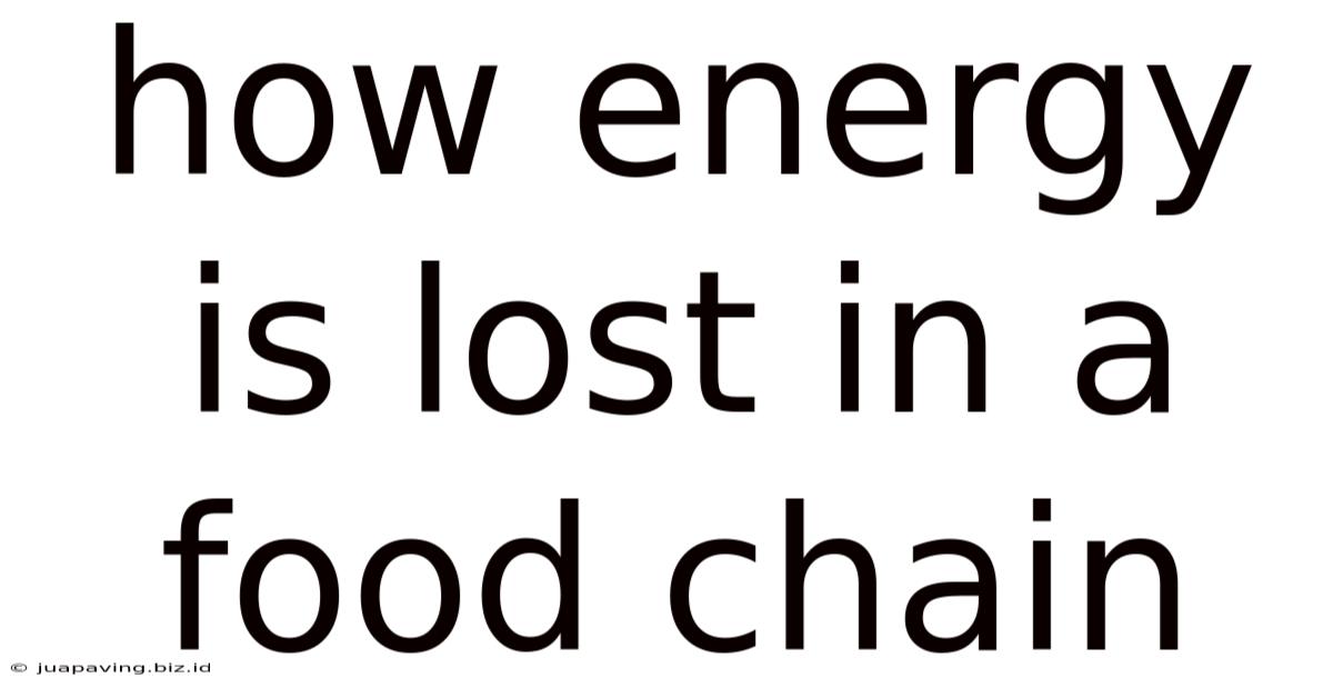 How Energy Is Lost In A Food Chain